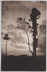 木のある風景 / Landscape with Trees image
