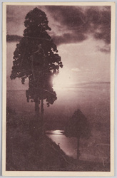 大樹のある水辺の風景 / Waterside Scenery with a Large Tree image