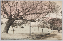 公園の桜 / Cherry Blossoms in a Park image