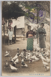 厳島神社境内群鳩 / A Flock of Pigeons in the Precincts of the Itsukushima Shrine image