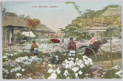 Iris Garden, Japan. image
