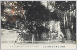 官幣大社香椎宮御神木綾杉 / National Shrine of Major Grade Kashiigu Shrine: Sacred Tree "Ayasugi" (Cedar) image