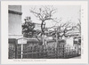 瑶池梅、血染石　血染梅/Yochibai Plum Tree, Blood-Stained Stone and Plum Tree  image