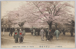 (東京名所)上野公園桜 / (Famous Views of Tokyo) Cherry Blossoms in Ueno Park  image