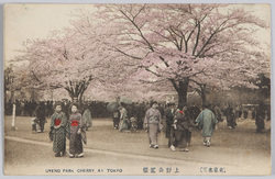 (東京名所)上野公園桜 / (Famous Views of Tokyo) Cherry Blossoms in Ueno Park image