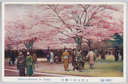 (東都の桜)上野公園の桜花 / (Cherry Blossoms of the Eastern Capital) Cherry Blossoms in Ueno Park image