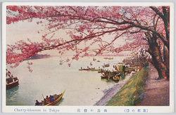 (東都の桜)向島の桜花 / (Cherry Blossoms of the Eastern Capital) Cherry Blossoms of Mukōjima image
