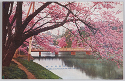 赤坂弁慶橋の桜 / Benkeibashi Bridge and Cherry Blossoms, Akasaka image