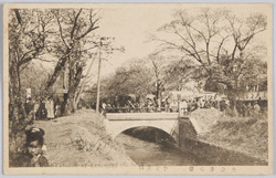 小金井の桜 / Cherry Blossoms in Koganei image