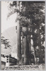 (日本百景奥多摩溪谷)氷川神社三本杉/(One Hundred Views of Japan: Okutama Ravine) Three Cedars at the Hikawa Shrine image
