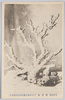 珊瑚樹/Branch Coral image