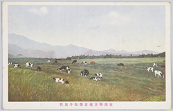 新潟県立種畜場牝牛放牧 / Grazing of Cows in the Niigataken Breeding Stock Farm image
