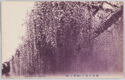 藤花の色々(粕壁の藤) / A Variety of Wisteria Flowers (Wisteria Flowers in Kasukabe) image