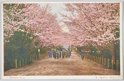 (京都)武徳殿ノ桜 / (Kyoto) Cherry Blossoms at the Butokuden (Martial Arts Practice Hall)  image