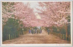 (京都)武徳殿ノ桜 / (Kyoto) Cherry Blossoms at the Butokuden (Martial Arts Practice Hall) image