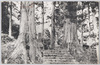 鳥居杉/Cedars Reminiscent of a Torii Gate image