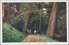 密林道/Path in the Forest image