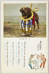 土佐・高知　闘犬 / Kochi, Tosa: Dogfight image