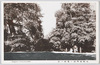 札幌植物園ノ老樹ノ蔭/Shade under an Aged Tree in the Sapporo Botanical Garden image