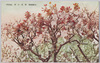 梯梧の花/Coral Tree Flowers image
