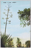 舌蘭とクバ/Agave and Kuba (Fountain Palm) image