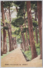 普天間街道松並木/Futemma Road with Rows of Pine Trees image