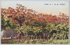 梯梧の森/Coral Tree Grove image