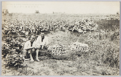 今朝の収穫に喜ぶ農夫 / Farmers Delighted with a Harvest This Morning image