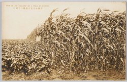 広原を大豆と高梁にて埋む / A Field Covered with Soybeans and Kaoliang image