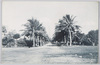 (南洋西廻りパラオ島の風景)コロール官舎通り/(Westward Trip around the South Seas: View of Palau Islands) Official Residence Street, Koror image