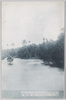 (南洋西廻りヤップ島の風景)椰子林/(Westward Trip around the South Seas: View of Yap Islands) Palm Grove image