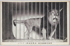 (亜弗利加産)ライオン/African Lion image