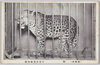 (朝鮮産)豹/Korean Leopard image