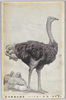 (南洋産)駝鳥　一名エミュー/Ostrich, Also Known as Emu, Native to the South Seas image