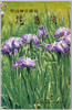 絵葉書　袋　明治神宮御苑　花菖蒲/Envelope for Picture Postcards of Meijijingū Inner Garden: Irises image