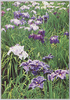 大株群植の花菖蒲/Mass Planting of Irises with Large Rootstocks image