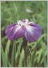 花菖蒲(七宝)/Irises (Shippō) image