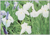 花菖蒲(玉鉾)/Irises (Tamahoko) image