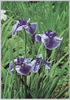 花菖蒲(加茂川)/Irises (Kamogawa) image