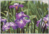 花菖蒲(朝神楽)/Irises (Asakagura) image