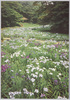 東南方より西北あずまやを望む菖蒲田/Iris Field, View of the Arbor at the Northwest from the Southeast  image
