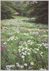 東南方より西北あずまやを望む菖蒲田/Iris Field, View of the Arbor at the Northwest from the Southeast  image