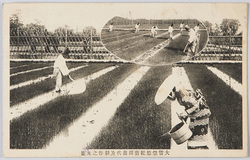 大嘗祭悠紀斎田苗代及耕作の光景 / Scene of the Rice Nursery and Farm Work in the Yuki Rice Field for the Great Thanksgiving Ceremony image