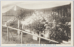 大正二年十月三十一日　第一次天長節祝典記念　日比谷ノ菊花壇 / October 31st, 1913: Commemoration of the Taishō Emperor's First Birthday Celebration, Chrysanthemum Flower Bed, Hibiya image