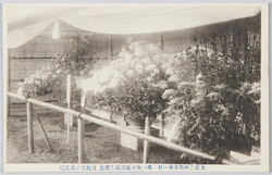 大正二年十月三十一日 第一次天長節祝典記念 日比谷ノ菊花壇 / October 31st, 1913: Commemoration of the Taishō Emperor's First Birthday Celebration, Chrysanthemum Flower Bed, Hibiya image