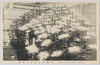 (大正二年十月三十一日)奉祝当日市中の光景/(October 31st, 1913) Scene in the City on the Celebration Day image