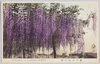 亀戸神社の藤/Kameido Shrine: Wisteria Flowers image