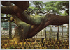 名松影向の松東京小岩江戸川河畔善養寺根もと/Great Pine Tree, Yogo no Matsu (Pine Tree Regarded as Deity's Manifestation), at the Zenyoji Temple on the Edogawa Riverbank, Koiwa, Tokyo image
