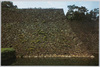 本丸石垣と白鳥濠(ほんまるいしがきとはくちょうぼり)/Hommaru Stone Walls and Hakuchobori Moat image