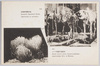 骨格研究標本室　ハワイ特産の銀剣草/Research Specimen Room (Skeltons of Animals), Silversword Grass of Hawaii image